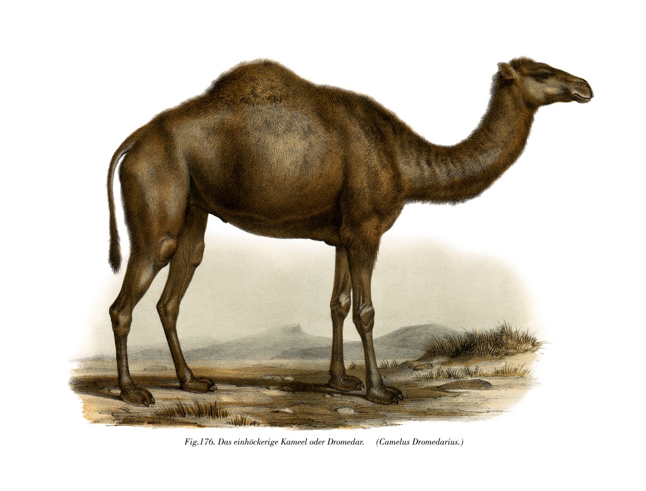 ड्रोमेडरी, 1860 द्वारा जर्मन स्कूल
