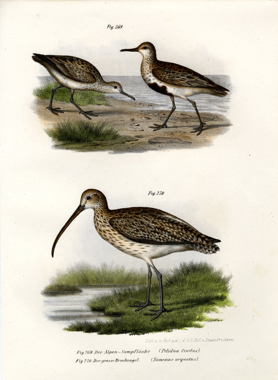 डनलिन, 1864 द्वारा जर्मन स्कूल