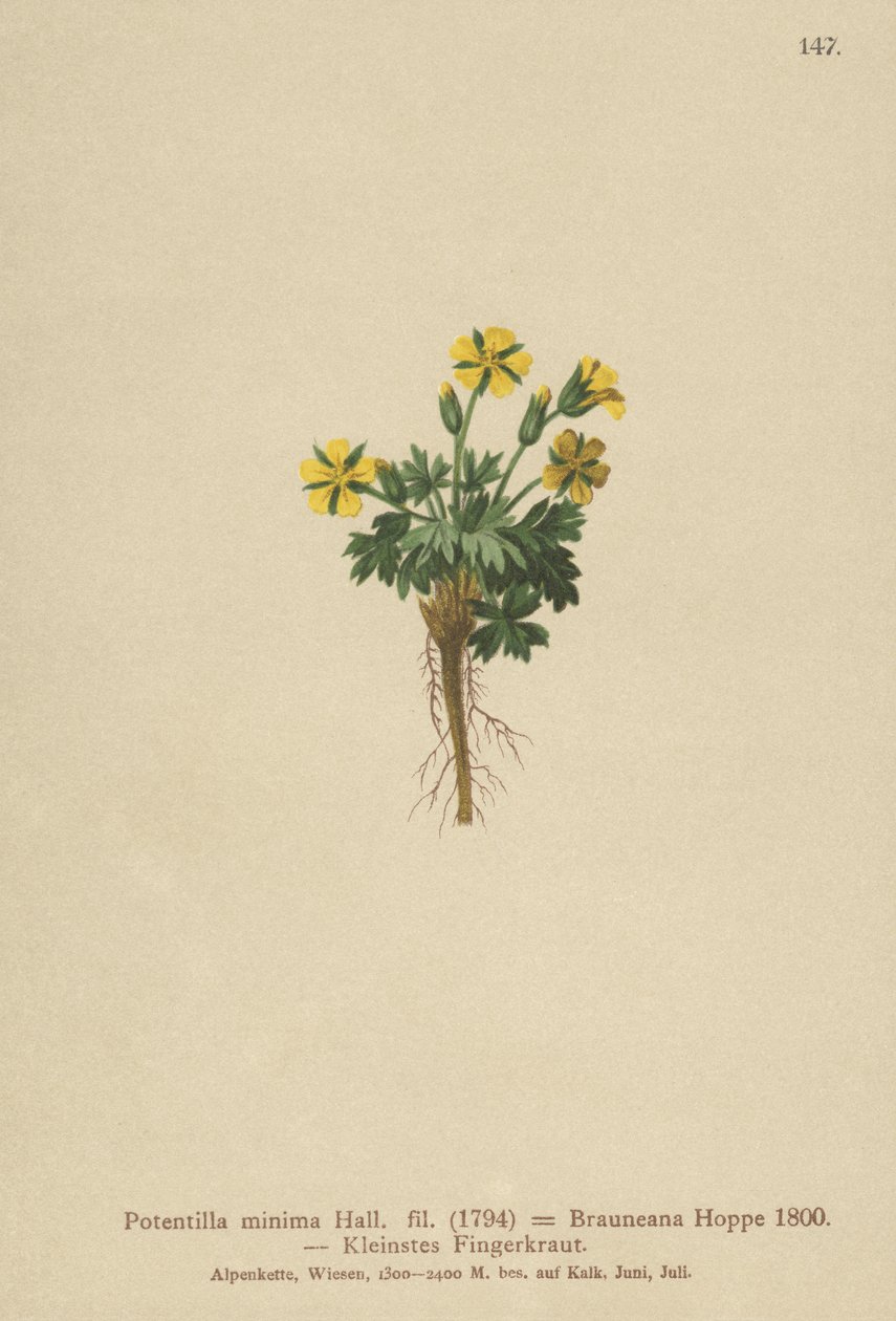 बौना Cinquefoil (Potentilla minimal, Potentilla Brauneana, Potentilla dubia) द्वारा जर्मन स्कूल