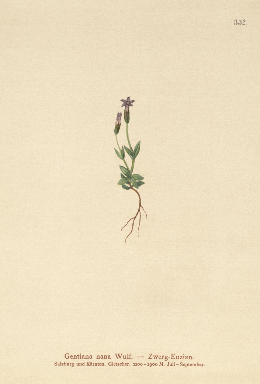 बौना Gentian (Gentiana nana, Gentianella nana) द्वारा जर्मन स्कूल