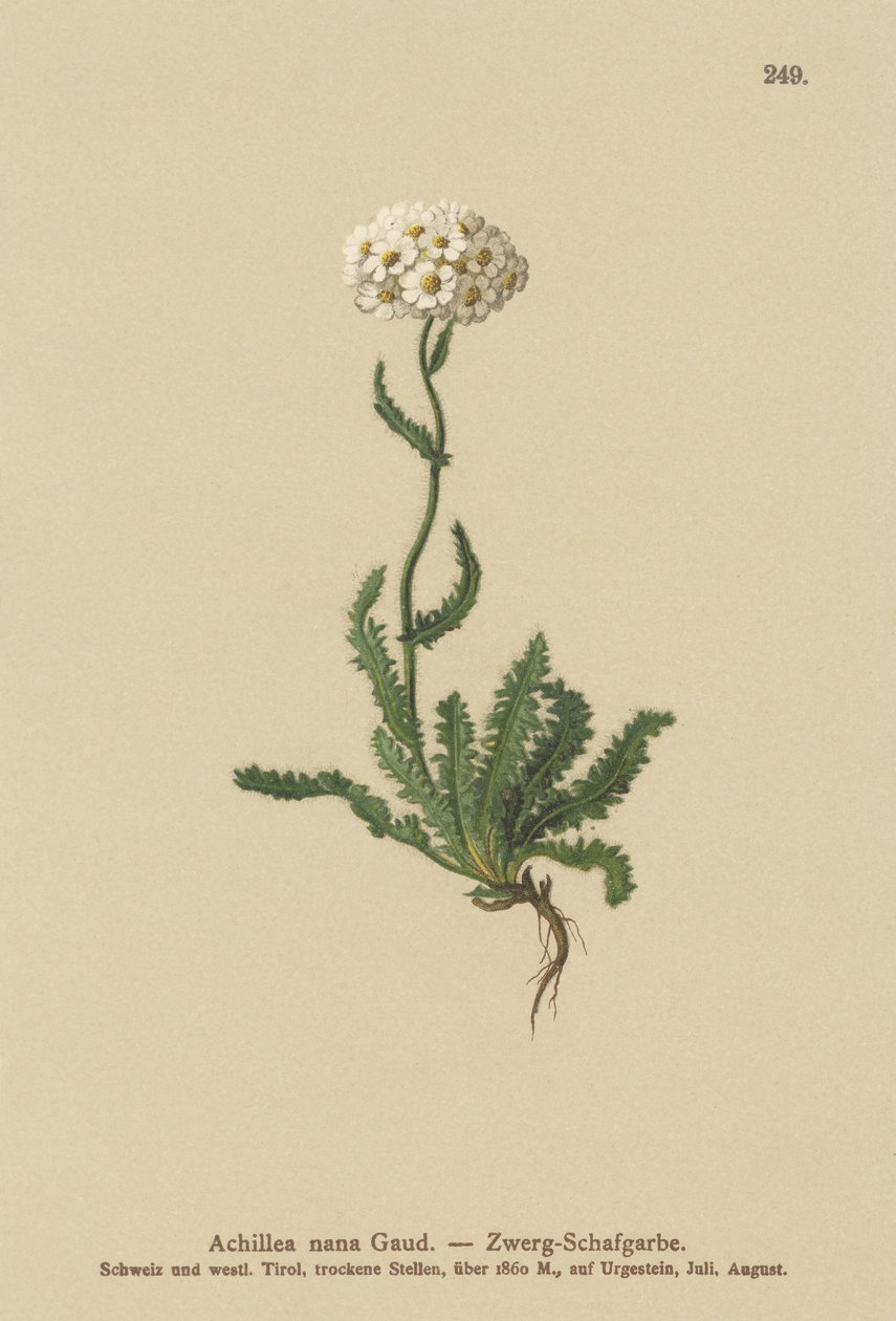 बौना Milfoil द्वारा जर्मन स्कूल