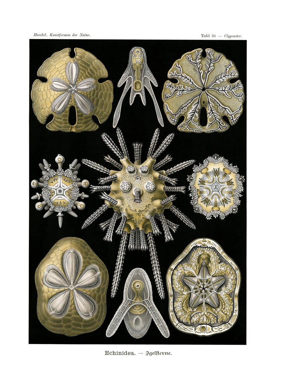 एचिनीडिया, 1899-1904 द्वारा जर्मन स्कूल