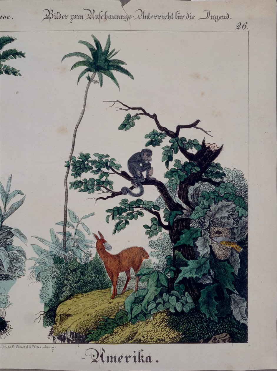 F. Wentzel, Weissenburg, 1840 द्वारा प्रकाशित राइट साइड, दक्षिण अमेरिका के वनस्पतियों और जीवों की विशेषता वाला शैक्षिक पोस्टर (379941 भी देखें) द्वारा जर्मन स्कूल