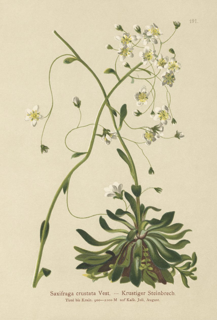 सौंपा सैक्सिफ़्रेग (Saxifraga crustata) द्वारा जर्मन स्कूल