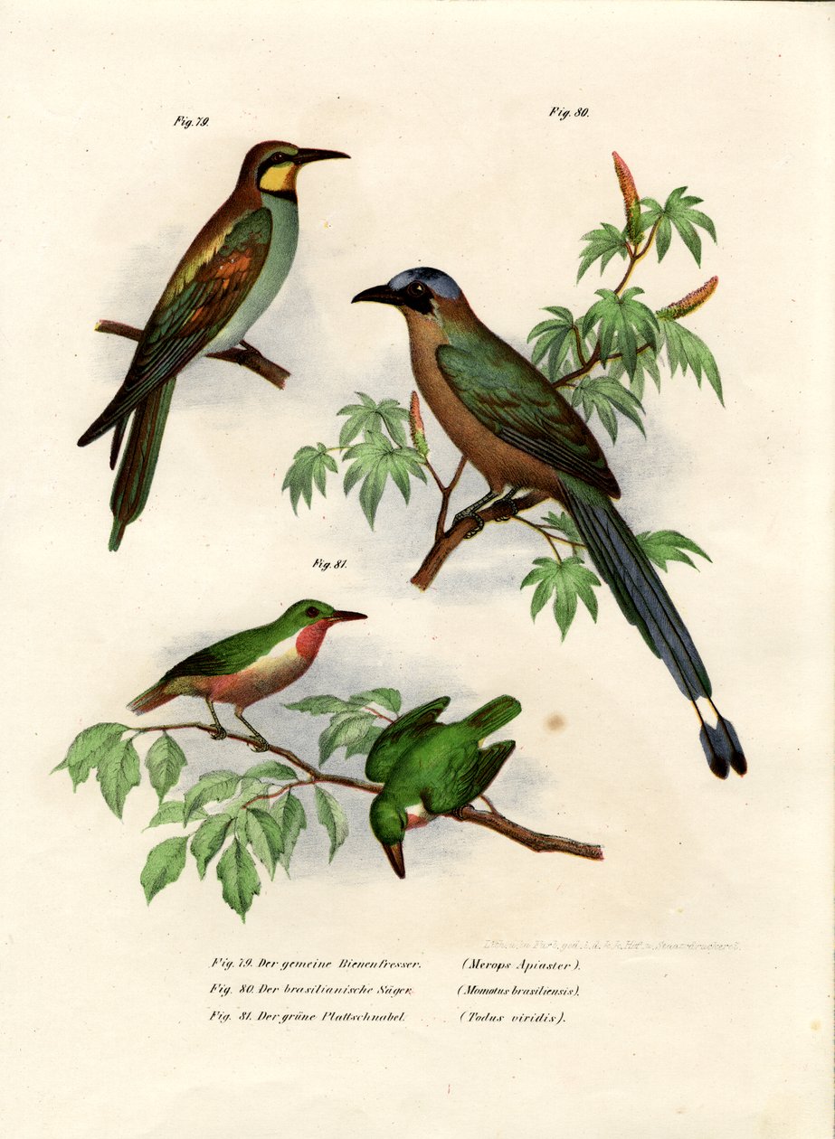 यूरोपियन बी-ईटर, 1864 द्वारा जर्मन स्कूल