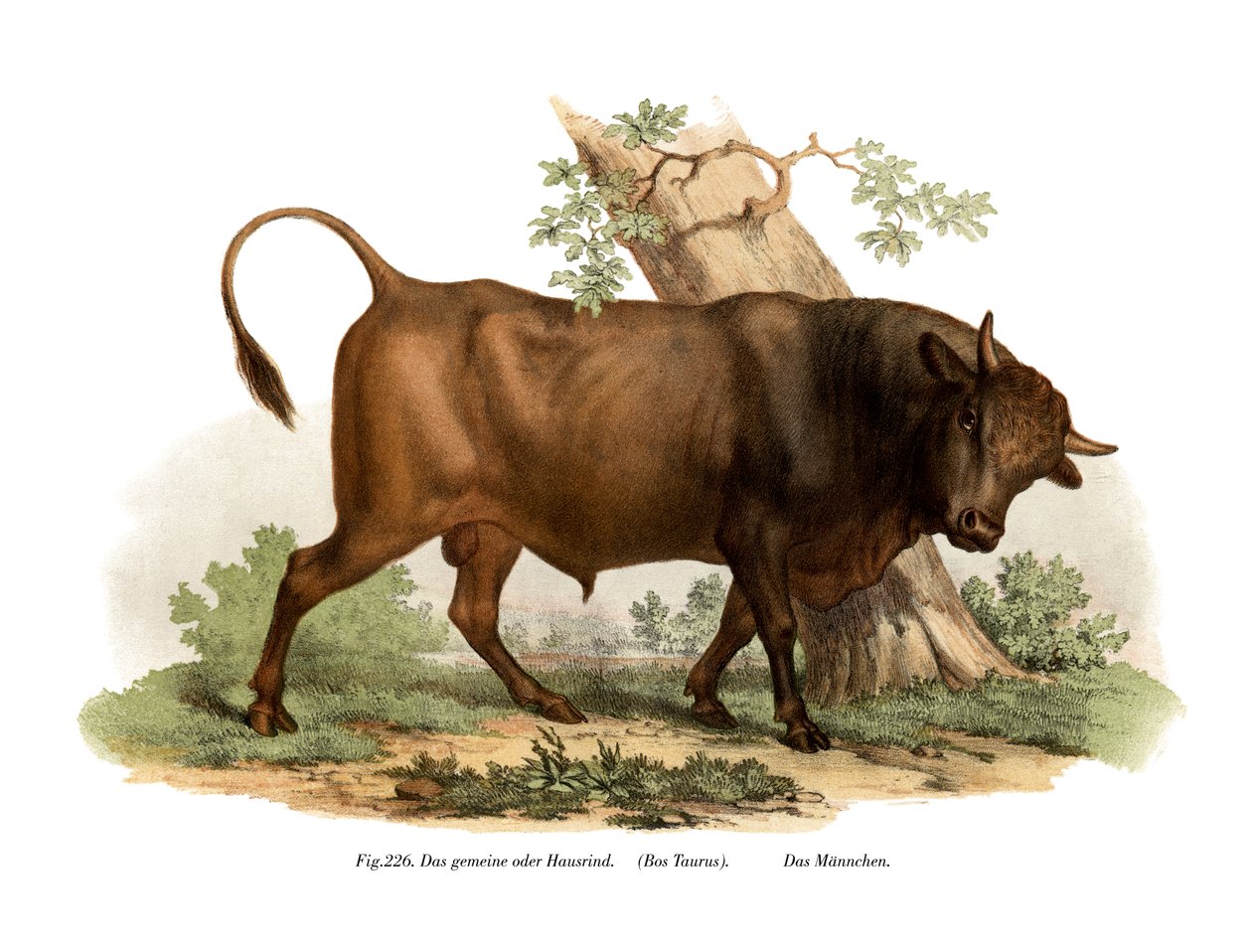 यूरोपीय मवेशी, 1860 द्वारा जर्मन स्कूल