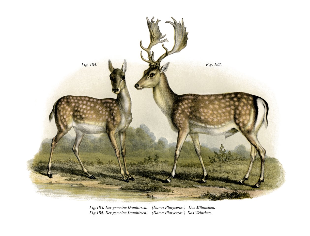 परती हिरण, 1860 द्वारा जर्मन स्कूल