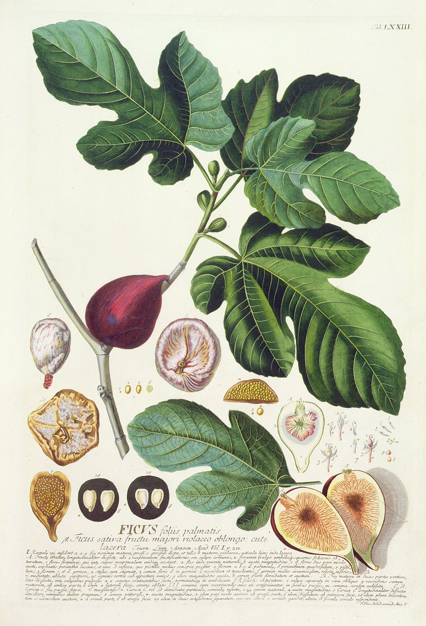 एक वनस्पति पुस्तक, पब से जोहान जैकब हैड (1704-67) की प्लेट 73 द्वारा उत्कीर्ण चित्र ऑगस्टस विंद द्वारा द्वारा जर्मन स्कूल