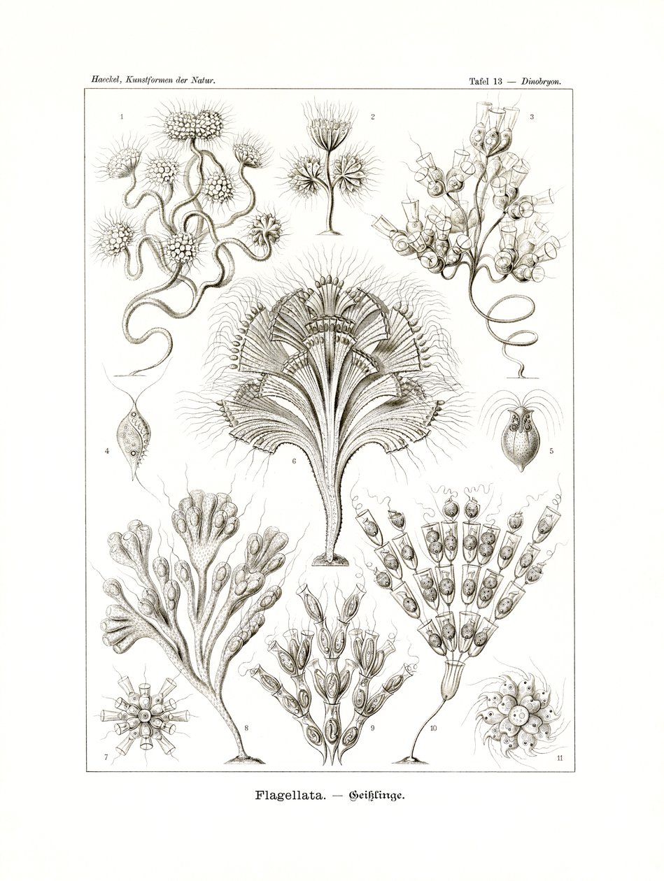 फ्लैगेलेटा, 1899-1904 द्वारा जर्मन स्कूल