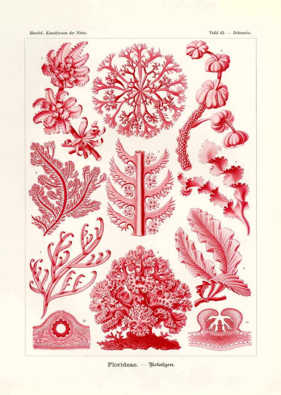 फ्लोरिडे या रोडोफाइसी, 1899-1904 द्वारा जर्मन स्कूल