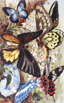 फॉरेन बटरफ्लाइज़, प्लेट फ़्रॉम "ब्रेम्स एनिमल लाइफ़: जनरल नॉलेज ऑफ़ द एनिमल किंगडम", खंड 9, पृष्ठ 370, बिब्लियोग्राफ़िक संस्थान द्वारा प्रकाशित द्वारा जर्मन स्कूल