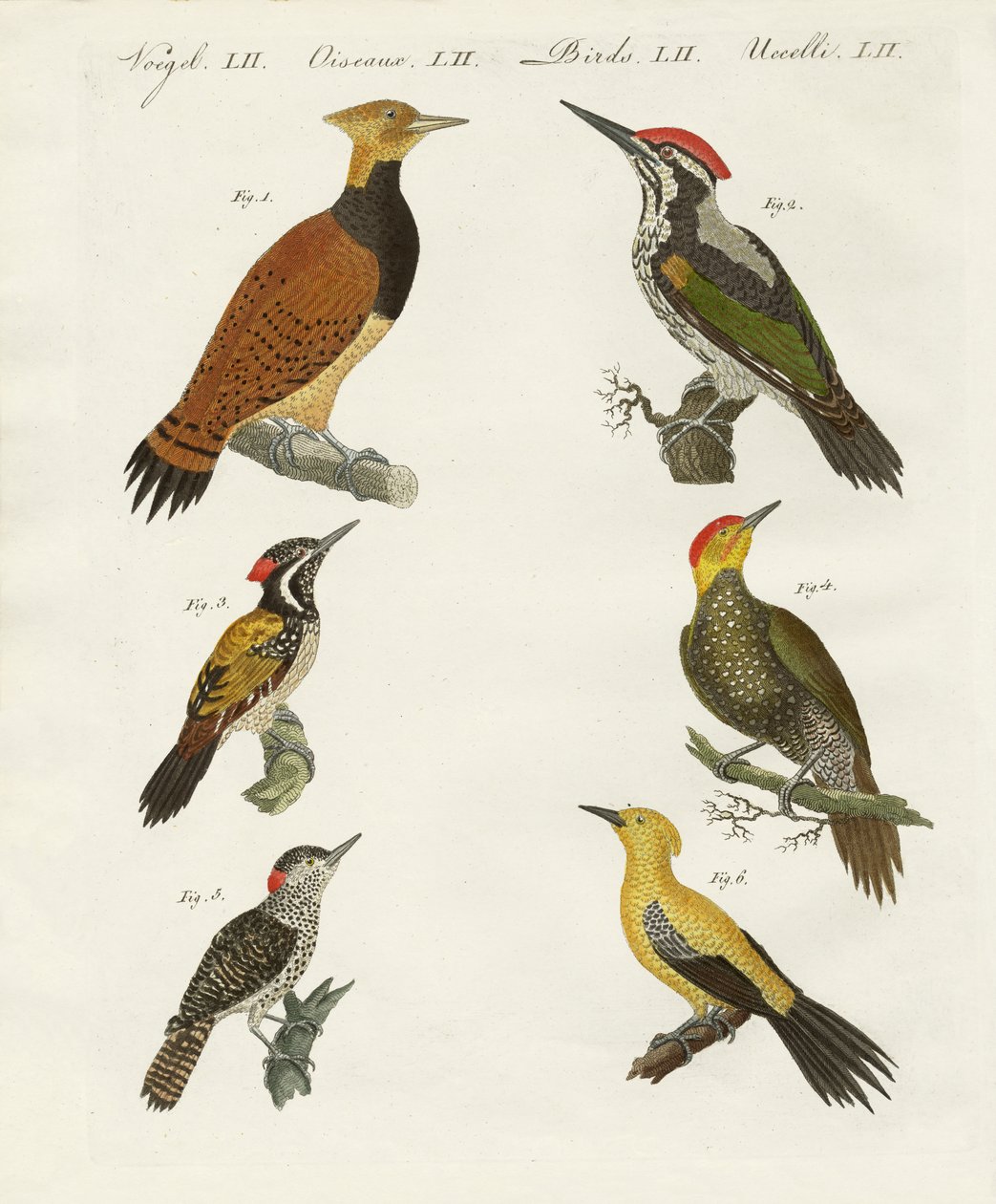 विदेशी wookpeckers द्वारा जर्मन स्कूल