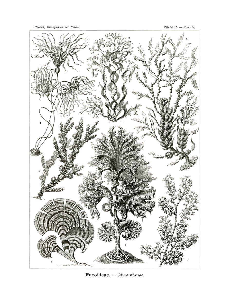 फूकोइडे, 1899-1904 द्वारा जर्मन स्कूल