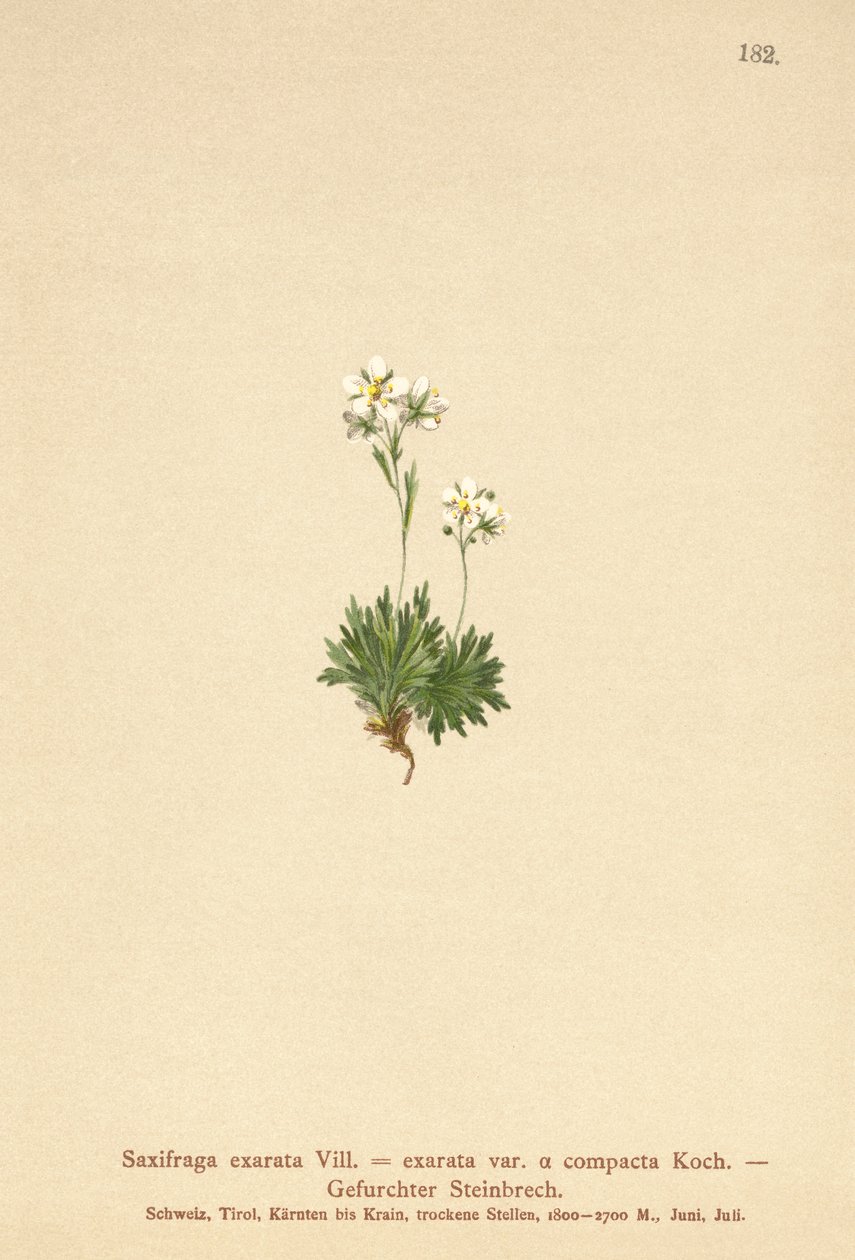 बालों सैक्सिफेज (Saxifraga Saxifraga exarata वर पर हस्ताक्षर किए। Compactcij Saxifraga exarata एसएसपी। मोस्काटा) द्वारा जर्मन स्कूल