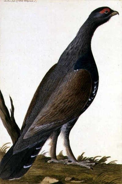 गेम बर्ड, c.1740 (कागज पर पानी के रंग का) द्वारा जर्मन स्कूल