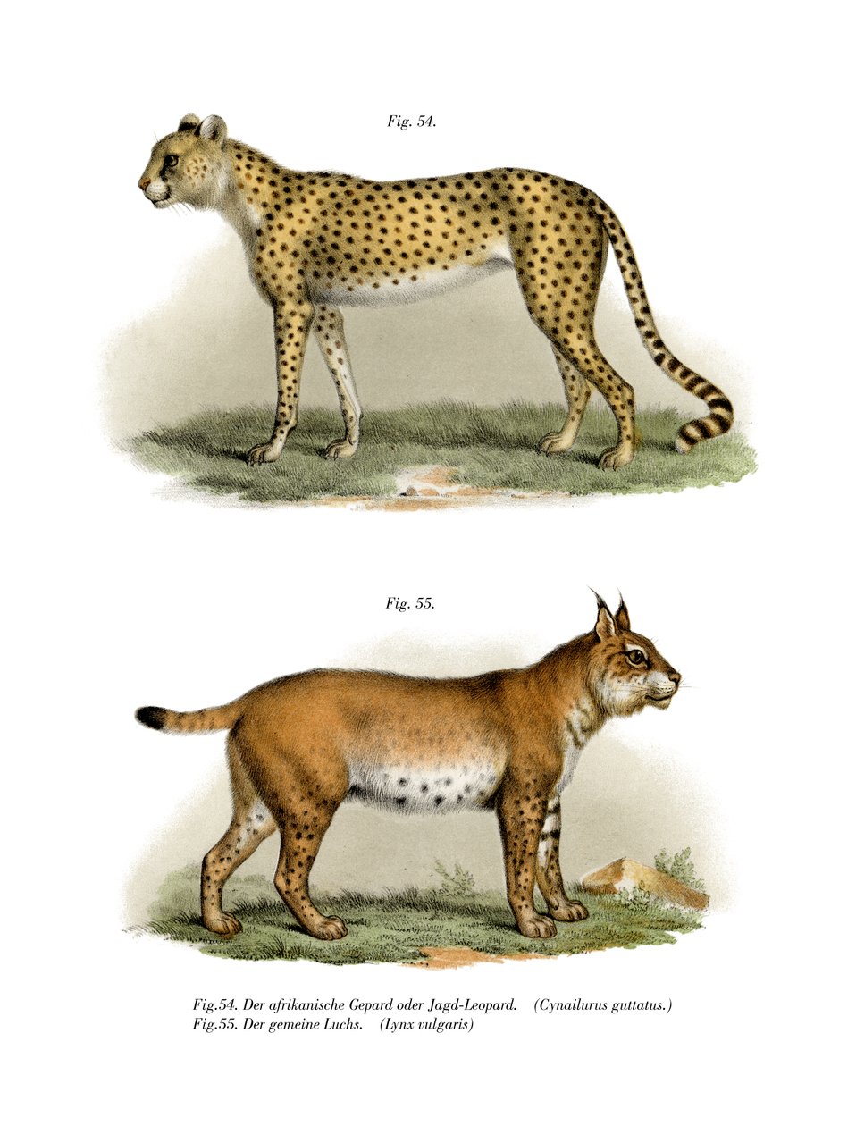 गेपार्ड, 1860 द्वारा जर्मन स्कूल