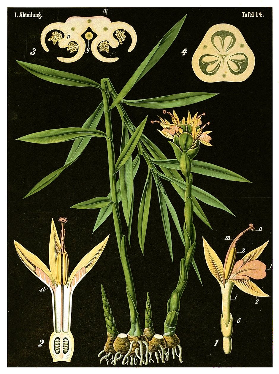 अदरक (Zingiber officinale Roscoe) c.1890 (क्रोमोलिथोग्राफ) द्वारा जर्मन स्कूल