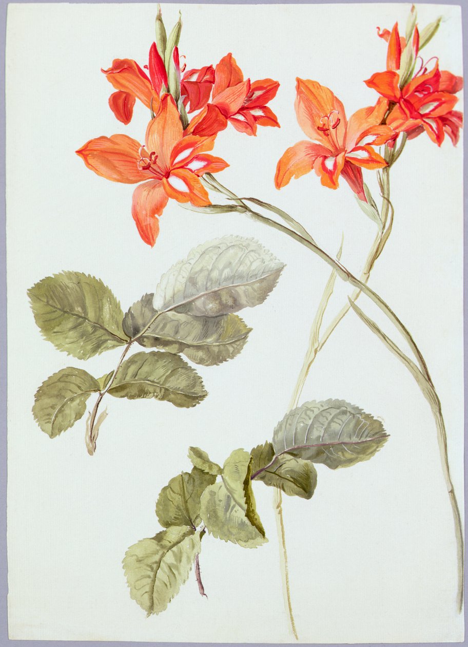 ग्लेडियोलस और गुलाब की पत्तियां, c.1790 (कागज पर पानी के रंग का) द्वारा जर्मन स्कूल