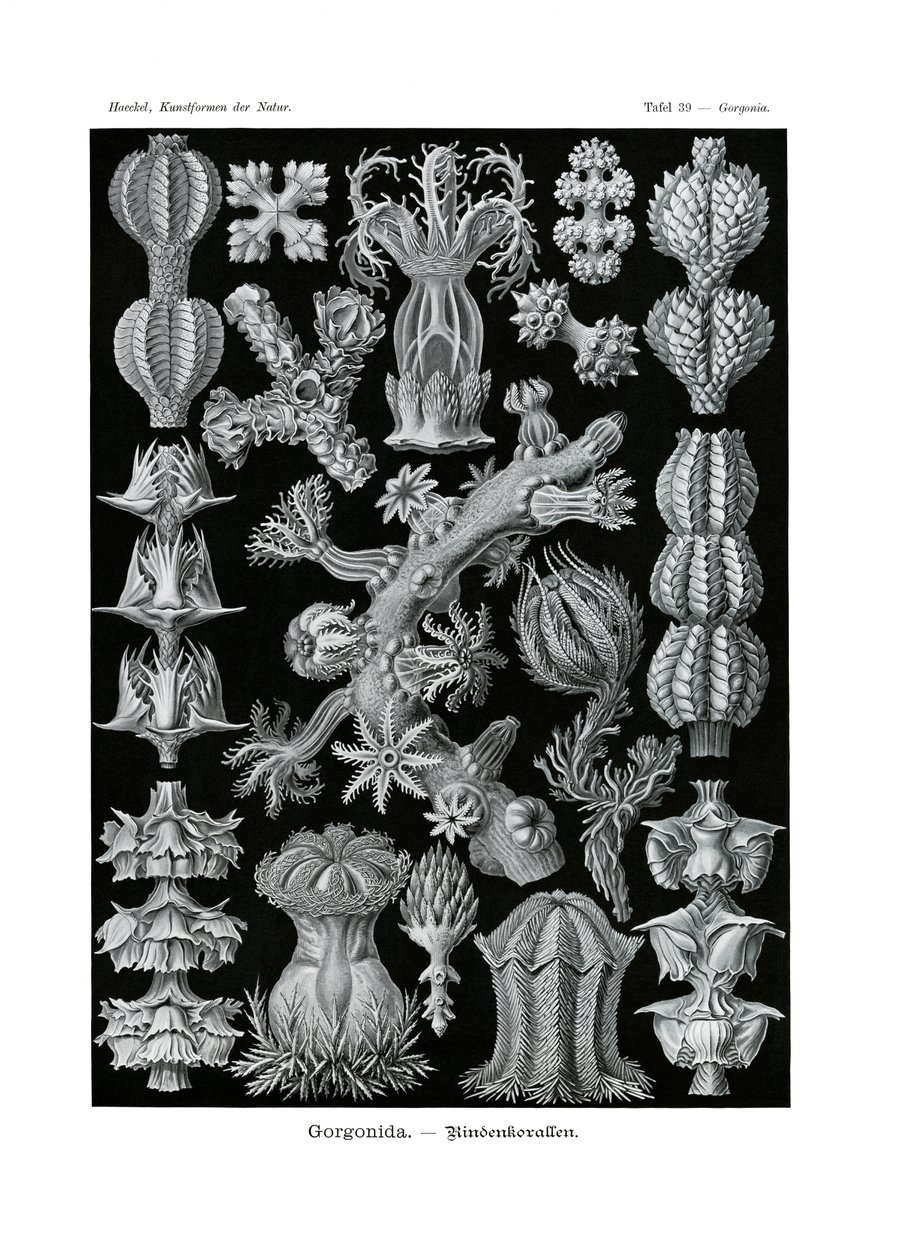गोर्गोनिडा, 1899-1904 द्वारा जर्मन स्कूल