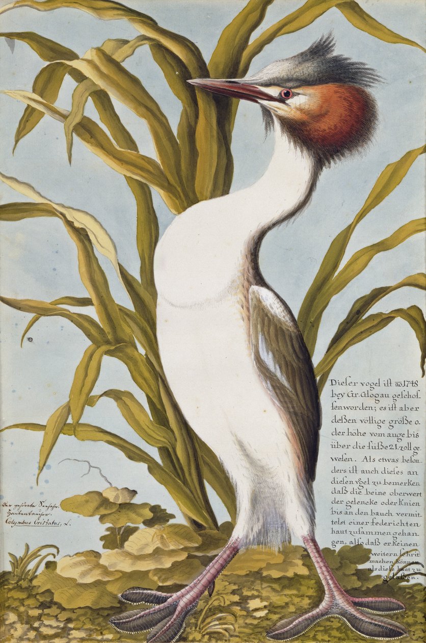 ग्रेट क्रेस्टेड ग्रीबे (पोडिसेस क्राइस्टैटस) c.1748 (कागज पर wc) द्वारा जर्मन स्कूल