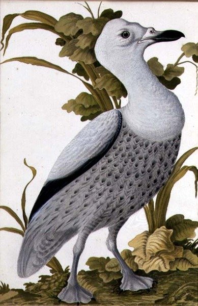 ग्रे गूज, c.1740 (कागज पर पानी के रंग का) द्वारा जर्मन स्कूल