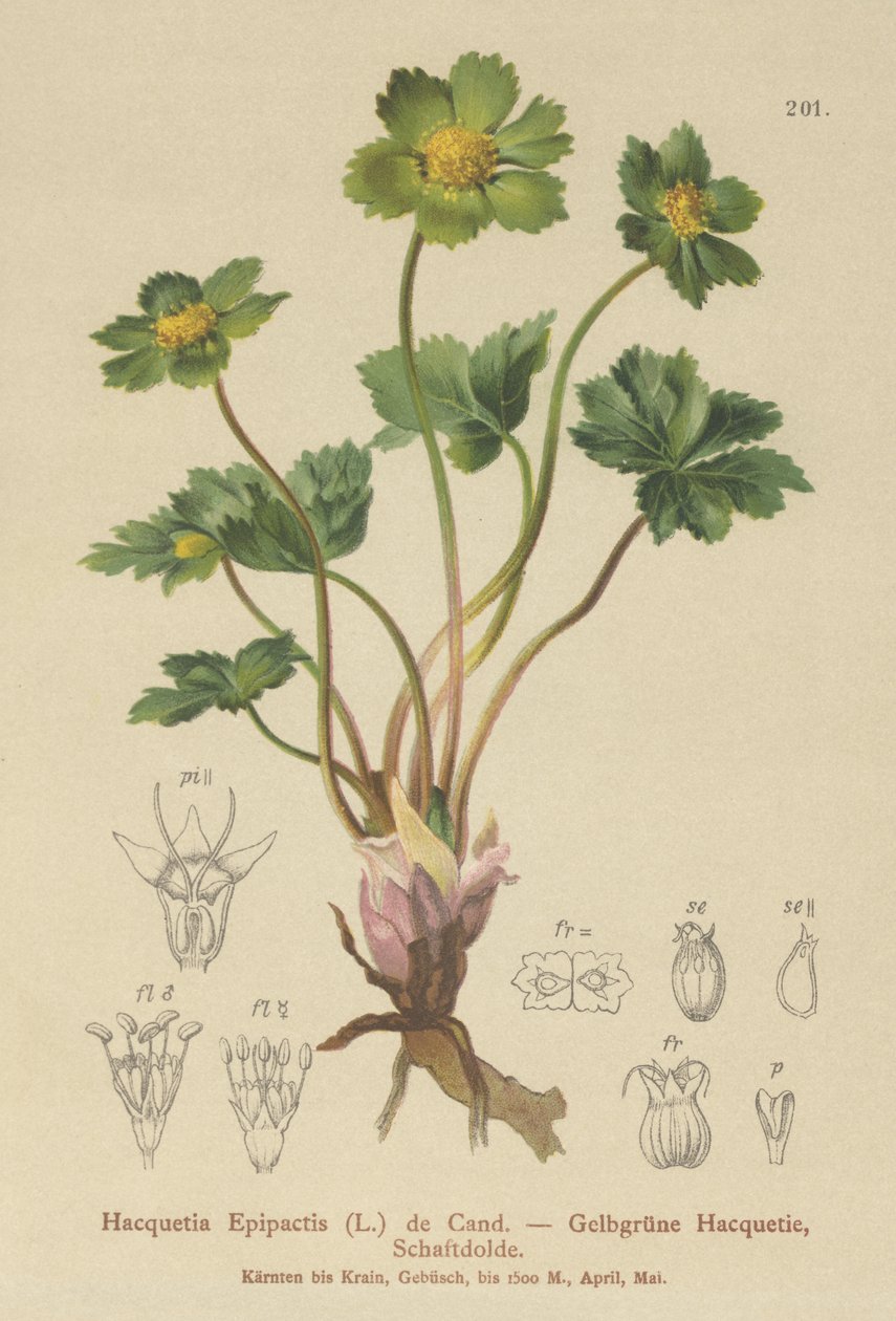 Hacquetia (Hacquetia epipactis) द्वारा जर्मन स्कूल