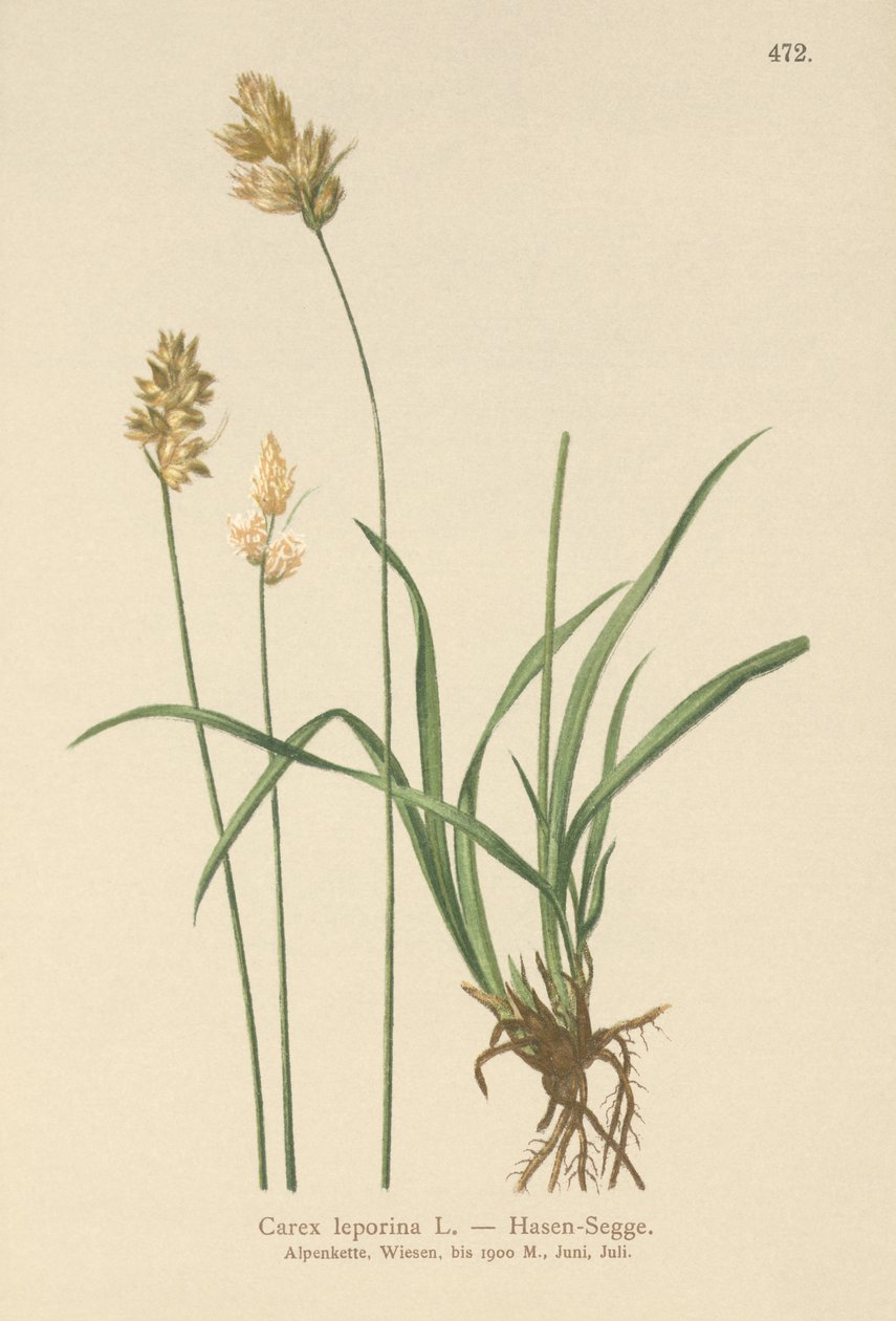हरे साज़ (Carex लेपोरिना, Carex ovalis) द्वारा जर्मन स्कूल