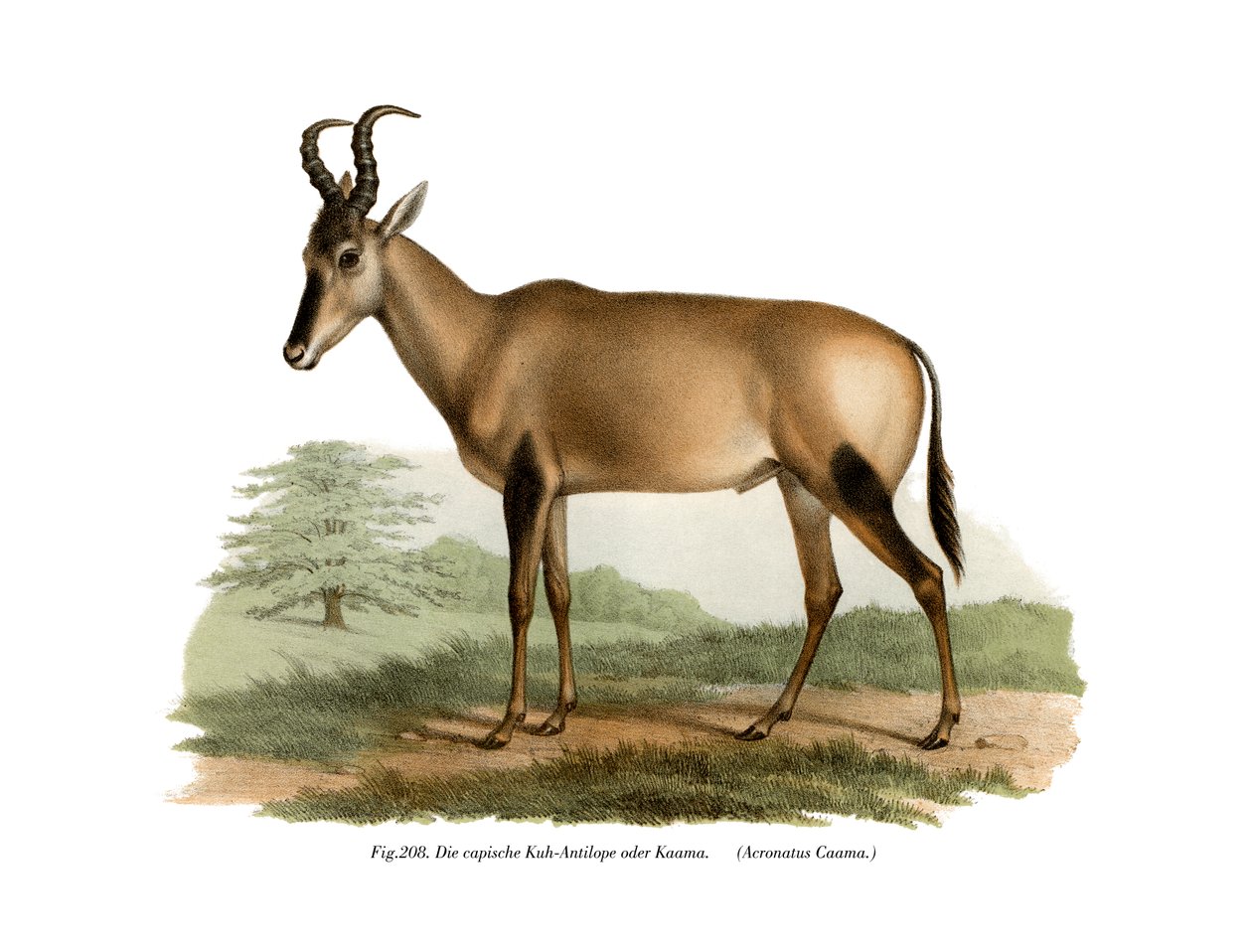 हर्बेबेस्ट, 1860 द्वारा जर्मन स्कूल