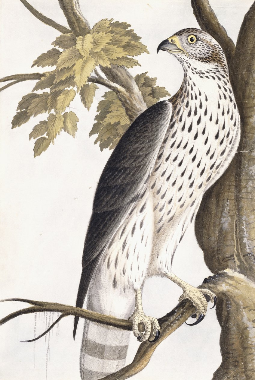 हॉक, 1750-1800 द्वारा जर्मन स्कूल