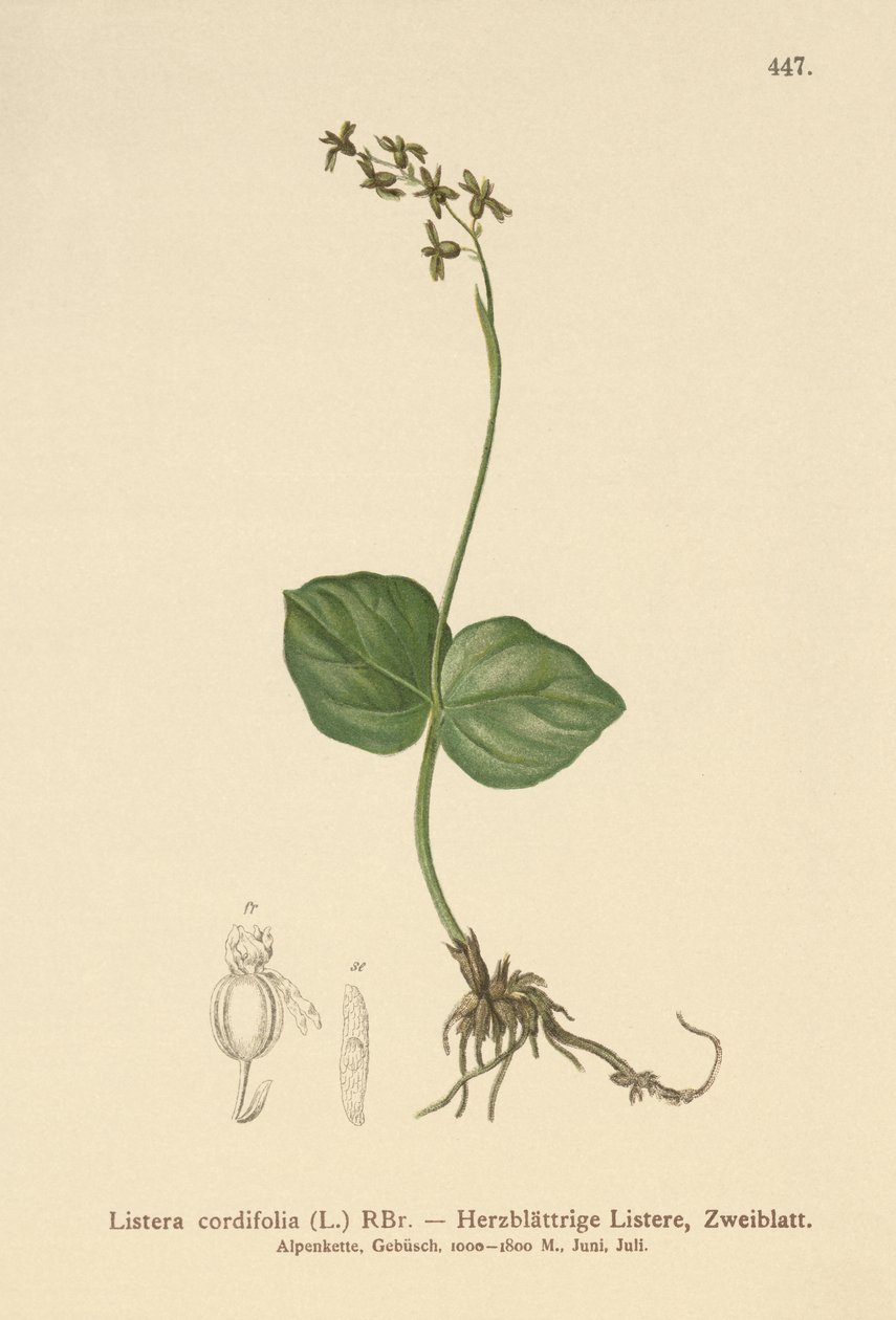 हार्ट-लीव्ड Twayblade (लिस्टा कॉर्डेटा, लिस्टा कॉर्डिफोलिया, नेओटिया कॉर्डेटा) द्वारा जर्मन स्कूल