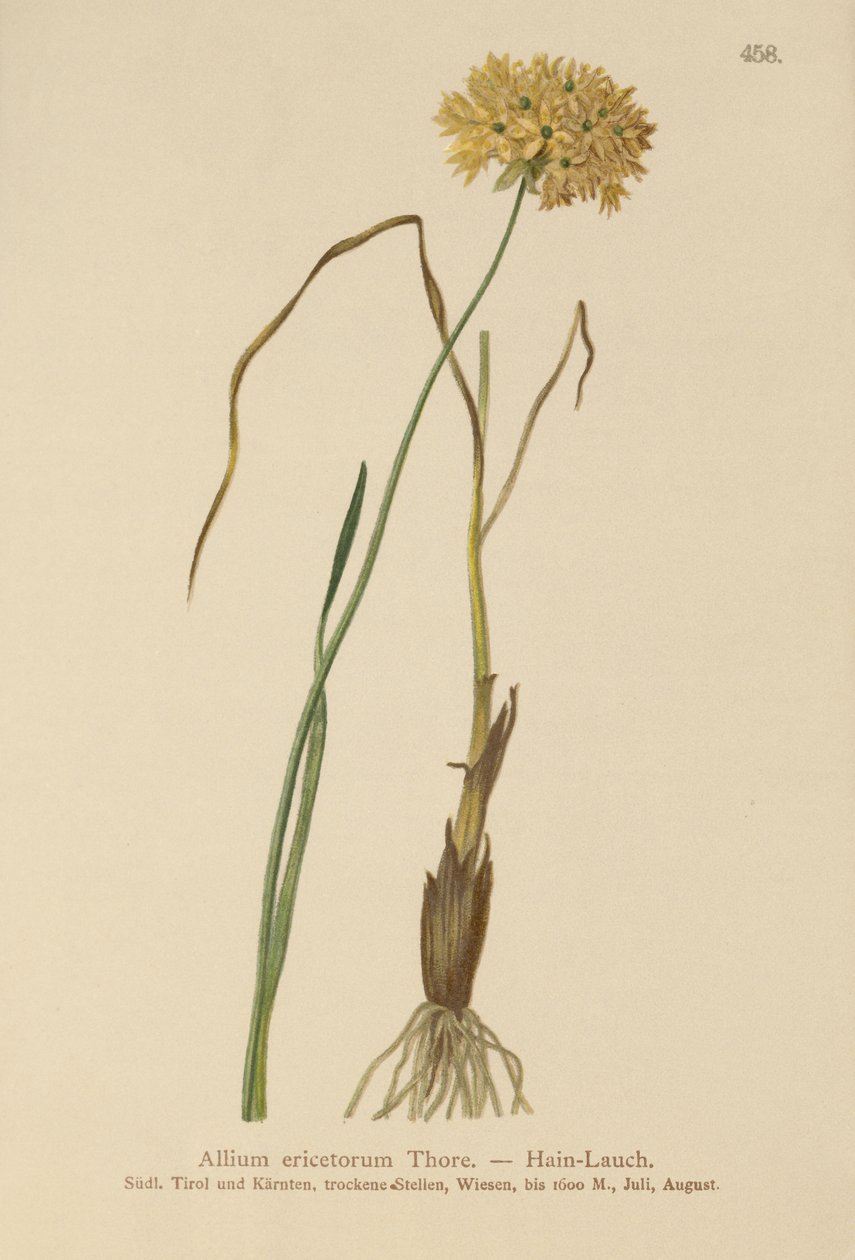 हीथ लहसुन (Allium चिह्नों, हार्ड लहसुन, एलियम graminifolium) द्वारा जर्मन स्कूल