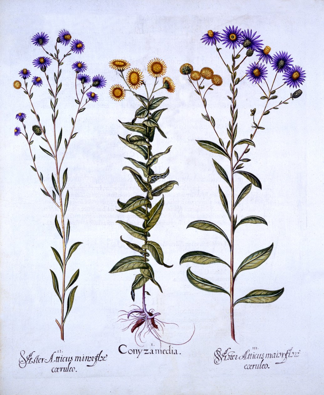 HorseweedButterweedFleabane और यूरोपीय Michaelmas Daisies, Hortus Eystettensis से, Basil Besler (1561-1629), पब द्वारा। 1613 (हाथ के रंग का उत्कीर्णन) द्वारा जर्मन स्कूल