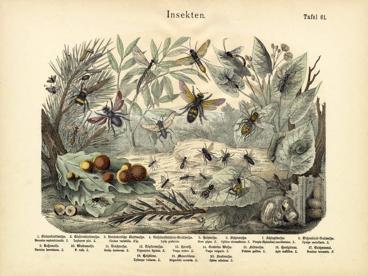 कीड़े, c.1860 द्वारा जर्मन स्कूल