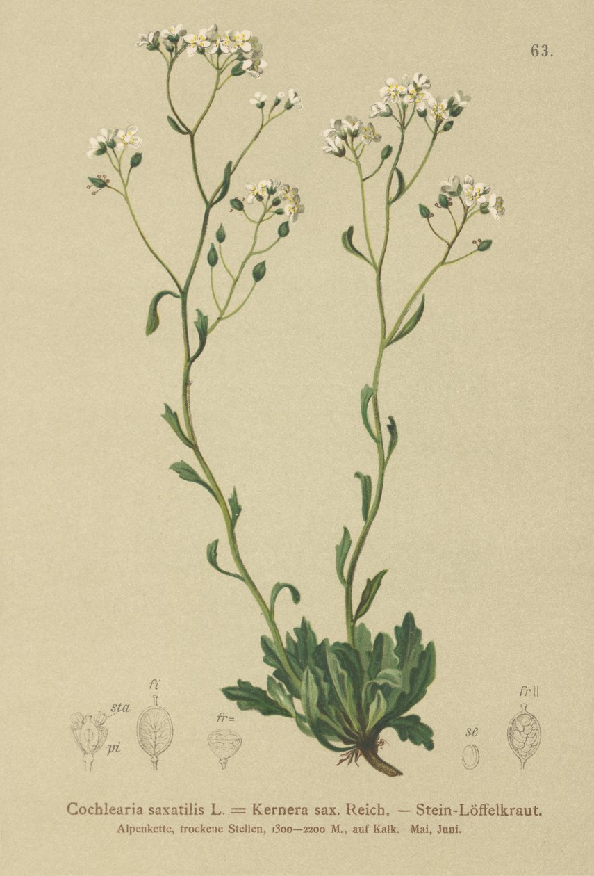 केरनेरा (Kernera saxatilis, Cochlearia saxatilis) द्वारा जर्मन स्कूल