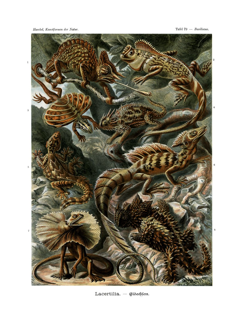 Lacertilia, 1899-1904 द्वारा जर्मन स्कूल