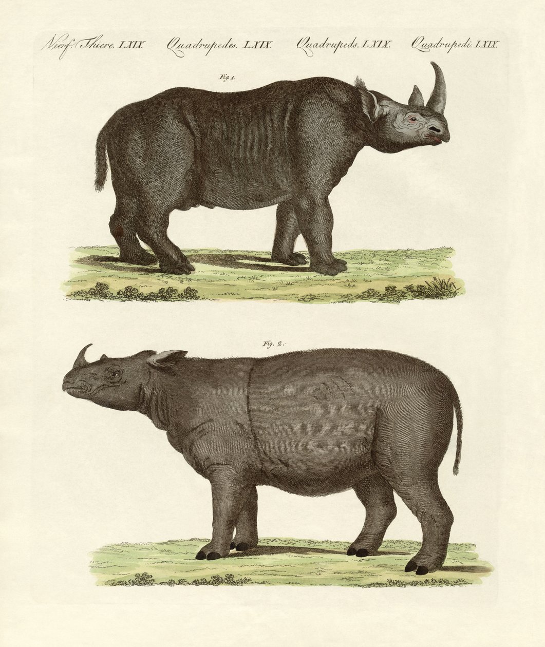 बड़े चार पैरों वाले स्तनधारी (रंगीन उत्कीर्णन) द्वारा जर्मन स्कूल