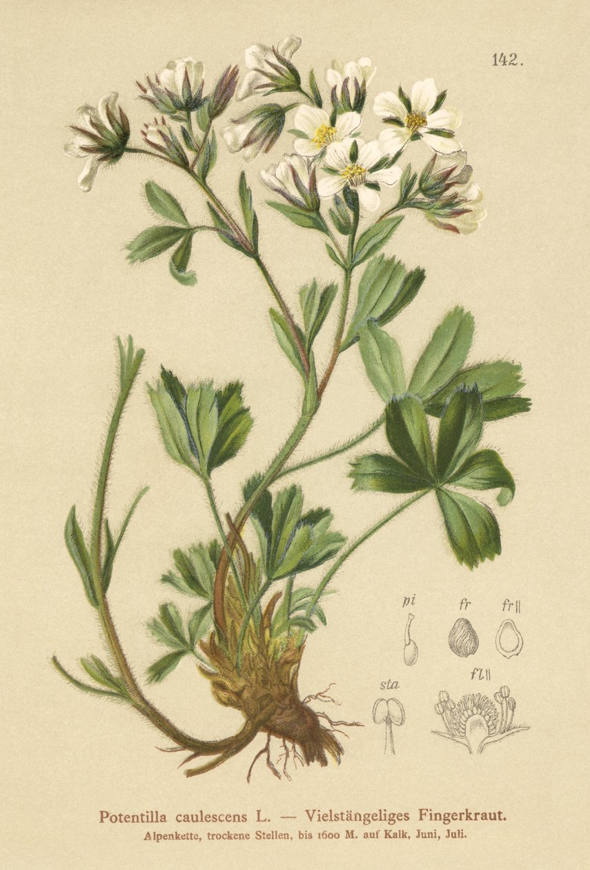 Lax Cinquefoil (Potentilla caulescens) द्वारा जर्मन स्कूल