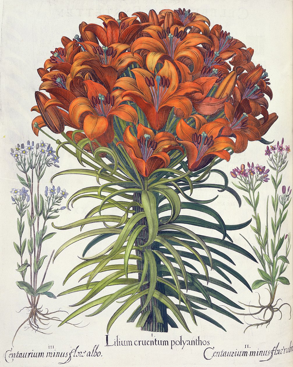 लिली और centaury: 1.Lilium खून बह रहा है और polyanthos; 2.Centaurium कम लाल फूल; 3.Centaurium तुलसी Besler (1561-1629), पब से Eystettensis से थोड़ा सफेद फूल। 1613 द्वारा जर्मन स्कूल