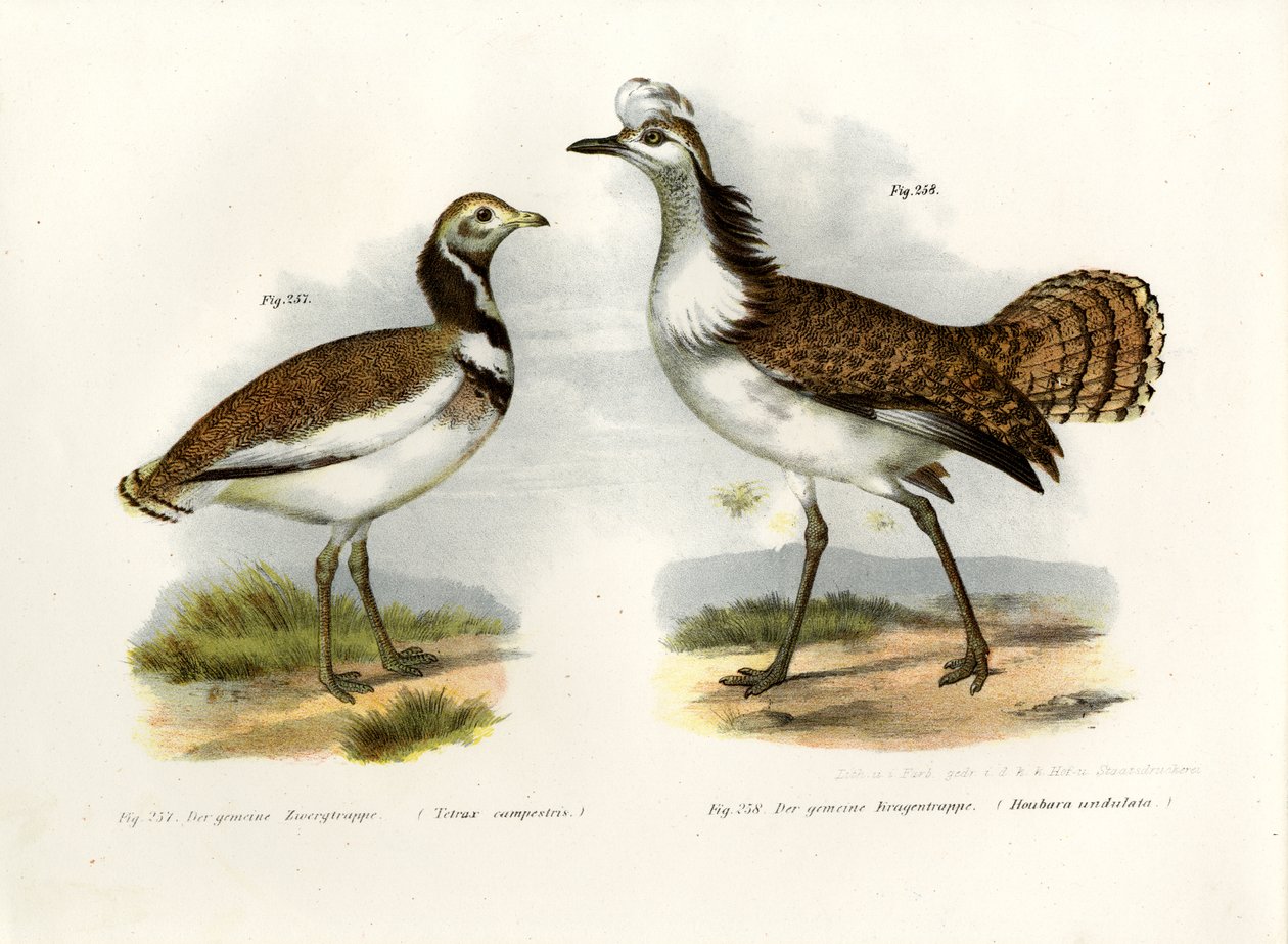 लिटिल बस्टर्ड, 1864 द्वारा जर्मन स्कूल
