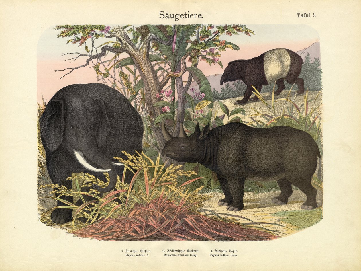 स्तनधारी, c.1860 द्वारा जर्मन स्कूल