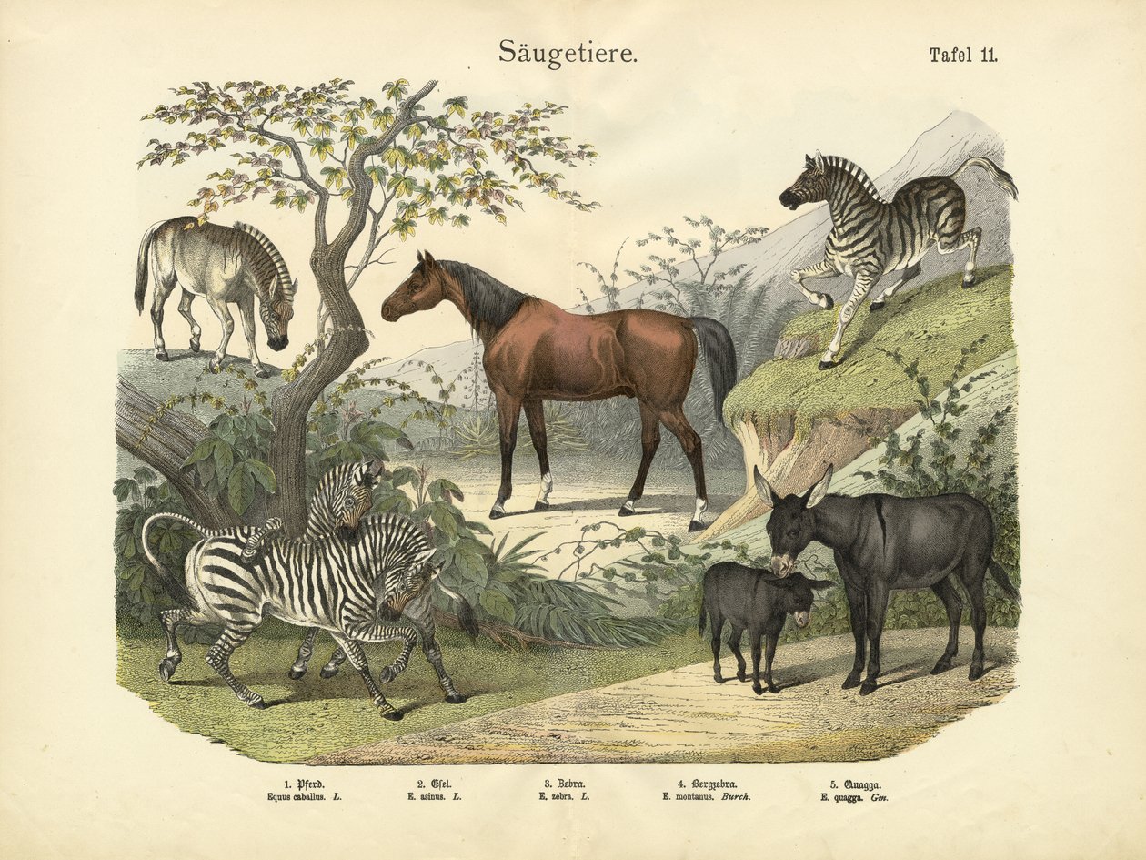 स्तनधारी, c.1860 द्वारा जर्मन स्कूल