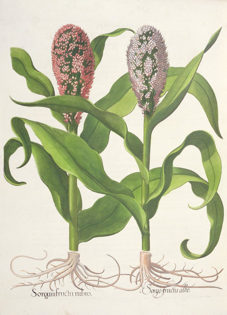 बाजरा: 1.Sorgum लाल फल; 2.Sorgo तुलसी Besler (1561-1629), पब से Eystettensis से सफेद फल। 1613 द्वारा जर्मन स्कूल