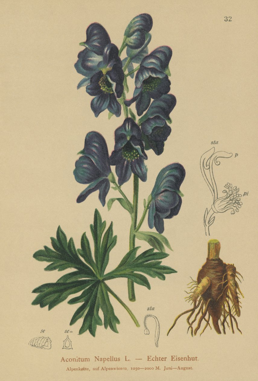 Monkshood (Acontium सीईपीए) द्वारा जर्मन स्कूल