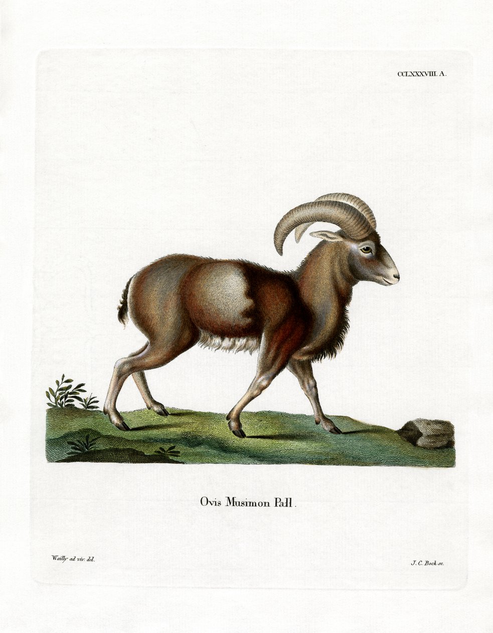 Mouflon (रंगीन उत्कीर्णन) द्वारा जर्मन स्कूल