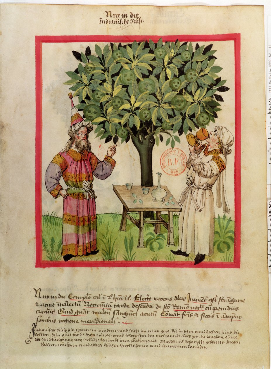 Ms.Lat.9333 fol.11 फसल काटने वाले जायफल, स्वस्थ Tacuinum से द्वारा जर्मन स्कूल