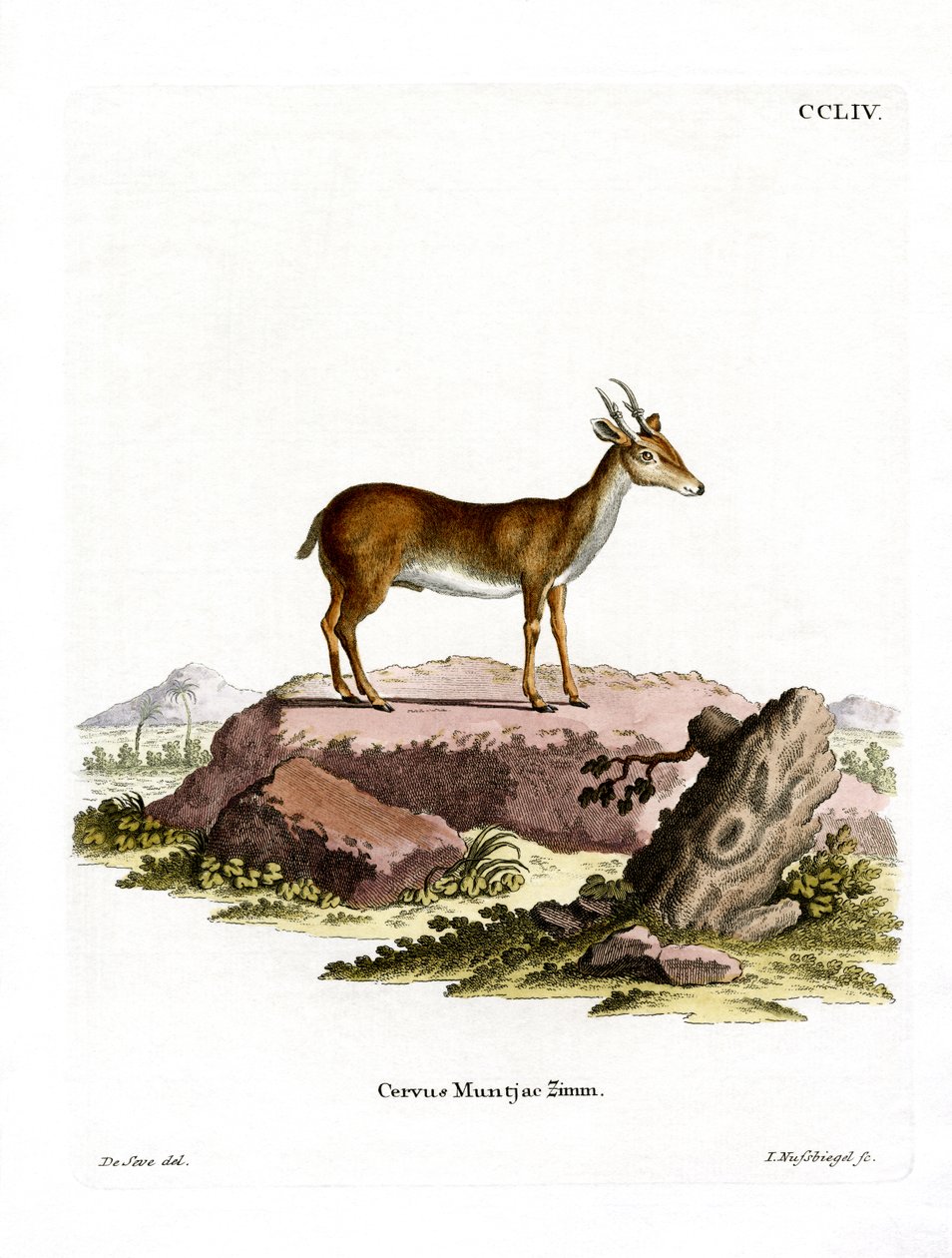 Muntjac (रंगीन उत्कीर्णन) द्वारा जर्मन स्कूल