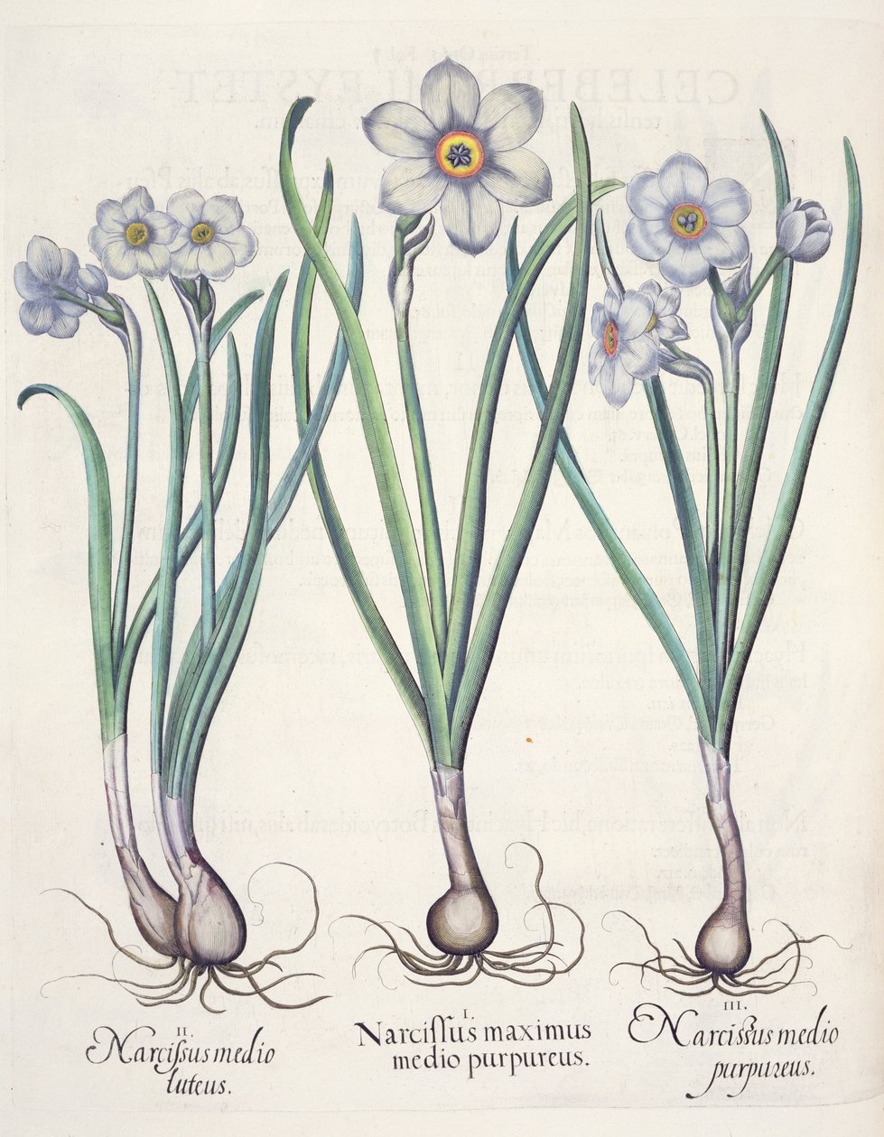 Narcissus के घर: बैंगनी के बीच की सबसे बड़ी 1.Narcissus; मिट्टी 2.Narcissus; तुलसी Besler (1561-1629), पब से Eystettensis से बैंगनी 3.Narcissus। 1613 द्वारा जर्मन स्कूल
