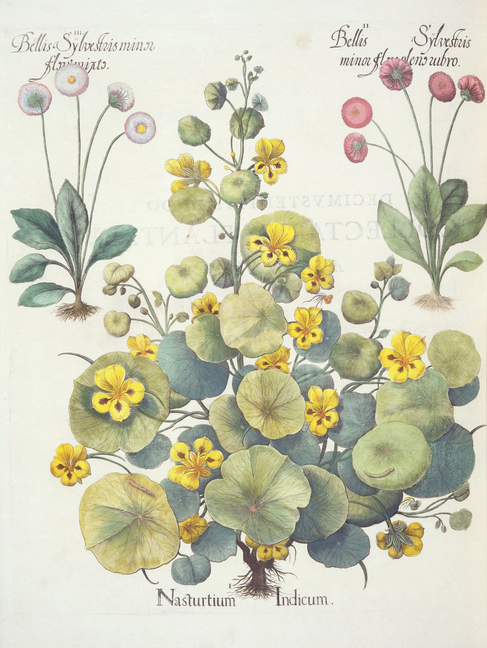 Nasturtiums और daisies, 1.Nasturtium निलंबित; 2.Bellum sylvestris नाबालिग फूल लाल कर रहे हैं; 3.Bellis sylvestris नाबालिग खिलने मिश्रित, तुलसी Besler द्वारा Eystettensis (1561-1629) से, पब। 1613 ( द्वारा जर्मन स्कूल