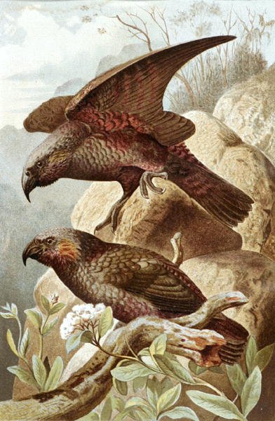 नेस्टर पैरट, प्लेट फ्रॉम "ब्रेम्स एनिमल लाइफ: जनरल नॉलेज ऑफ द एनिमल किंगडम", खंड 5, पृष्ठ 382, बिब्लियोग्राफिक इंस्टीट्यूट द्वारा प्रकाशित द्वारा जर्मन स्कूल