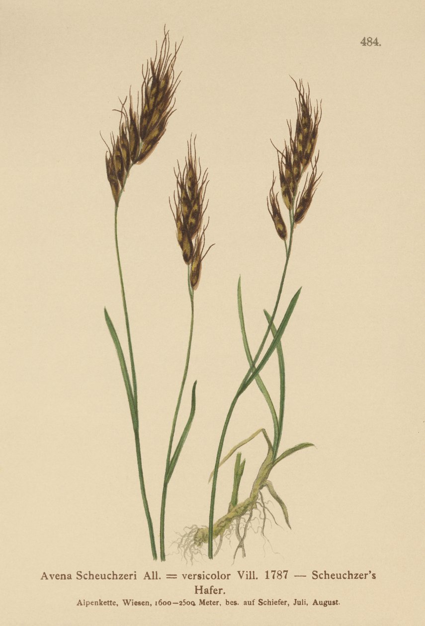 ओट-ग्रास (Avena Scheuchzeri, Avena versicolor, Avena alpina) द्वारा जर्मन स्कूल